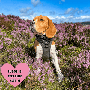 beagle harness