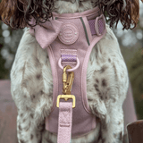 Trail & Glow Tweed Dog Harness & Lead Set - Colour Drops - Lavender Tweed - Bailey and Coco (UK)