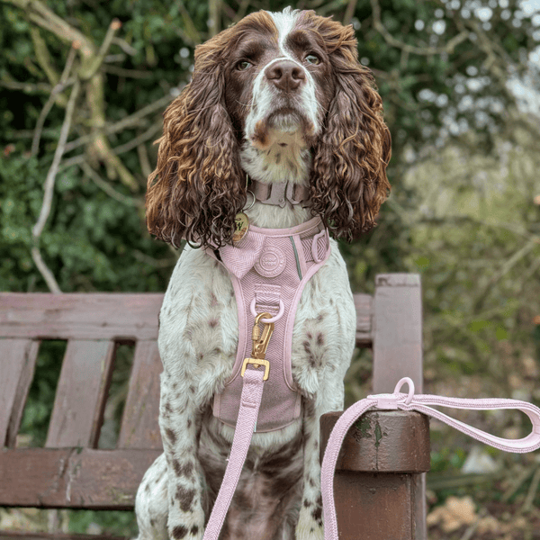 Trail & Glow Tweed Dog Harness & Lead Set - Colour Drops - Lavender Tweed - alternate view