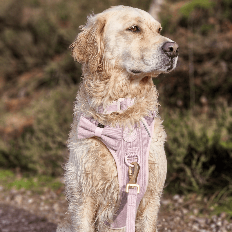 Trail & Glow Tweed Dog Harness & Lead Set - Colour Drops - Lavender Tweed - Bailey and Coco (UK)