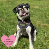 Trail & Glow Tweed Dog Harness & Lead Set - Colour Drops - Mayfair Tweed - Bailey and Coco (UK)