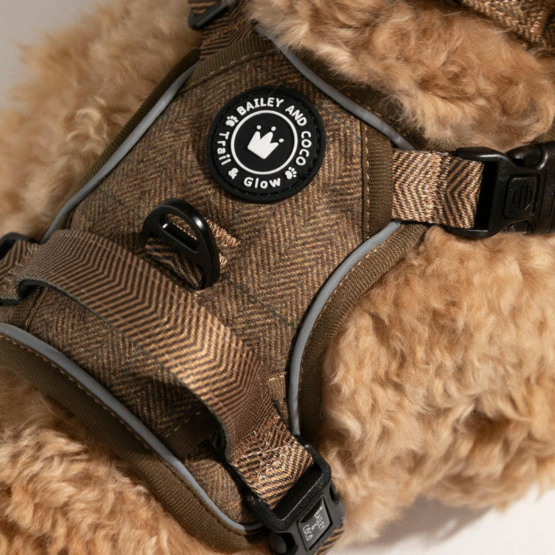 best harness for cavapoo