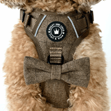 best harness for cavapoo