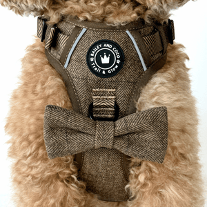 best harness for cavapoo