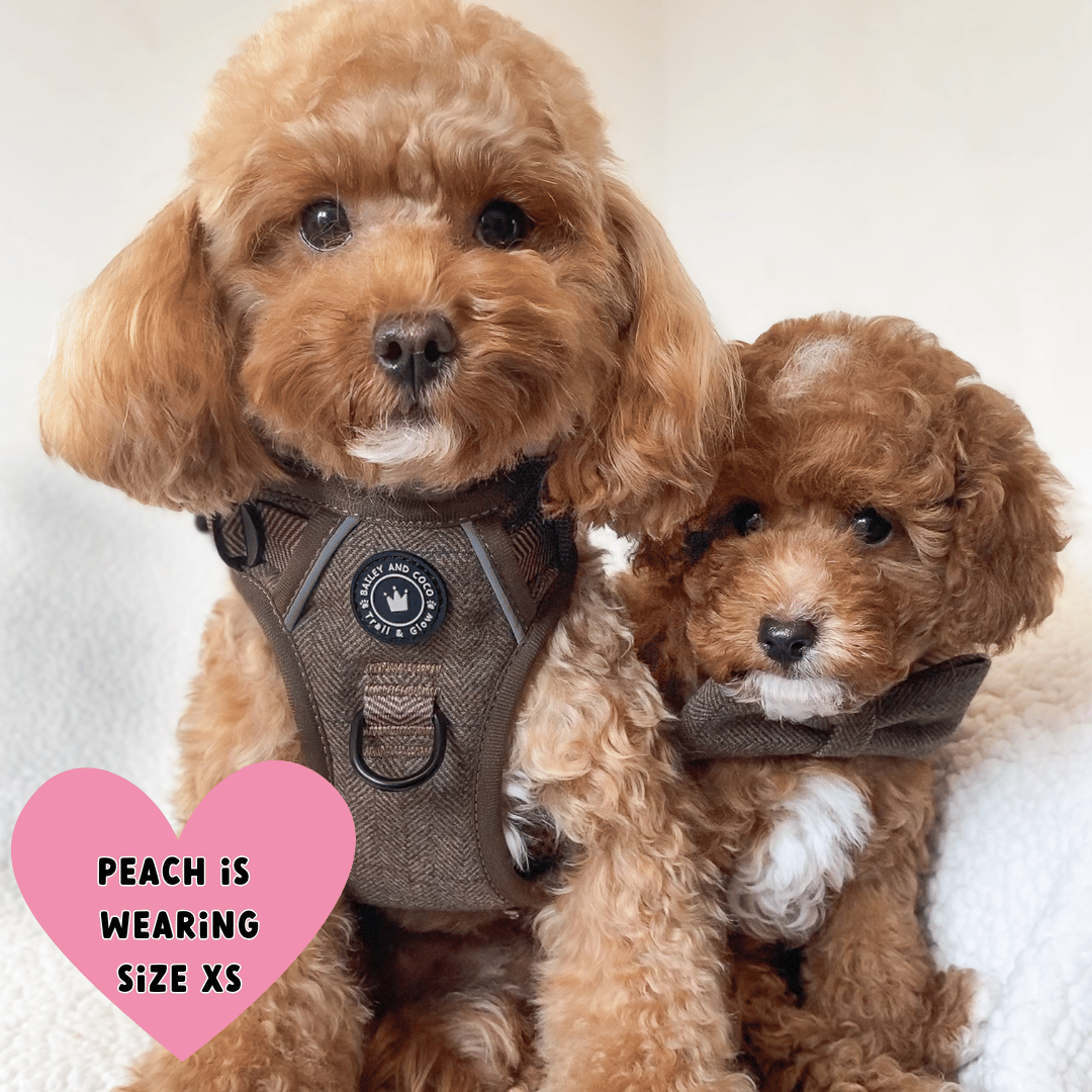 toy poodle harness
