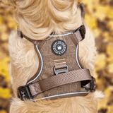 best harness for golden retriever