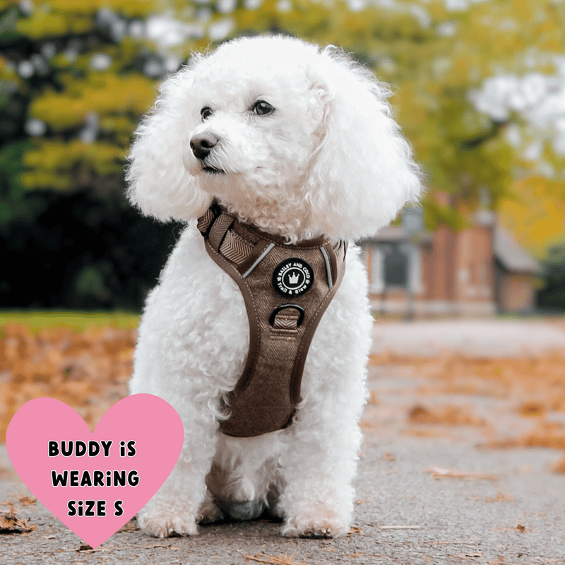 poochon dog harness