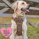 golden retriever harness