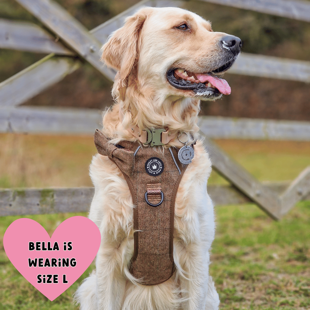 golden retriever harness