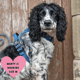 no pull harness for cocker spaniel