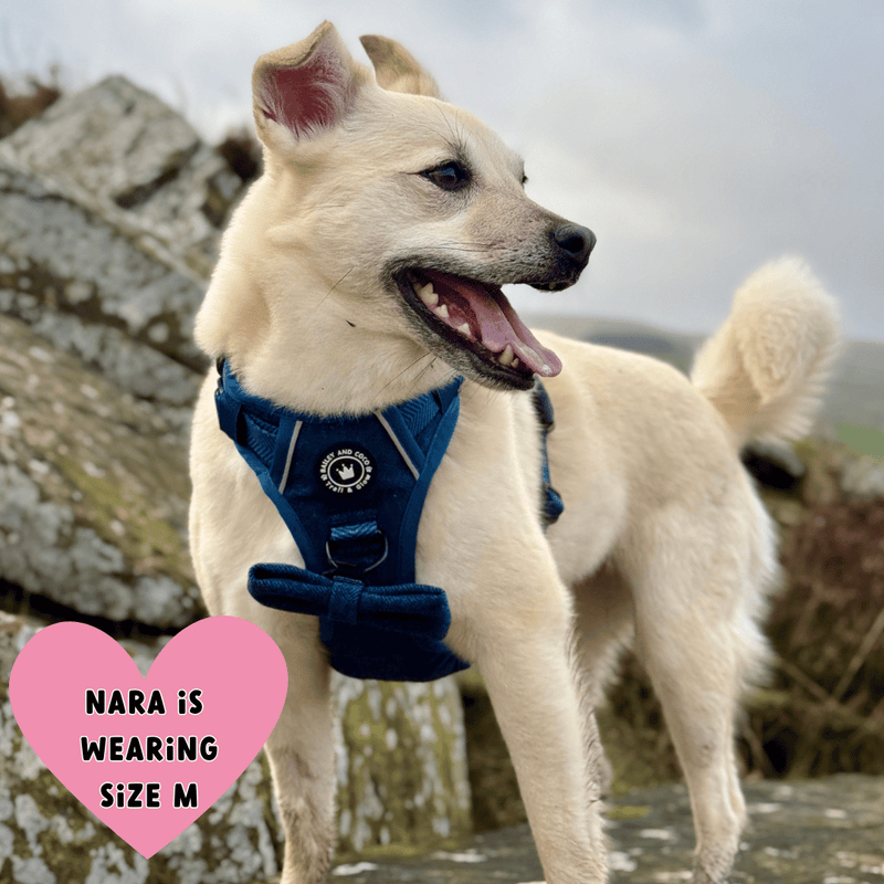 white dog wearing a harness