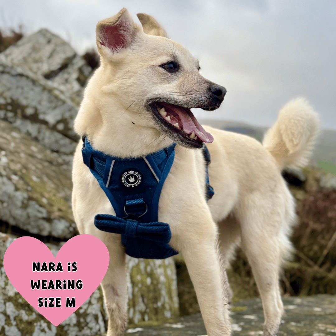 white dog wearing a harness