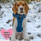 best harness for beagle
