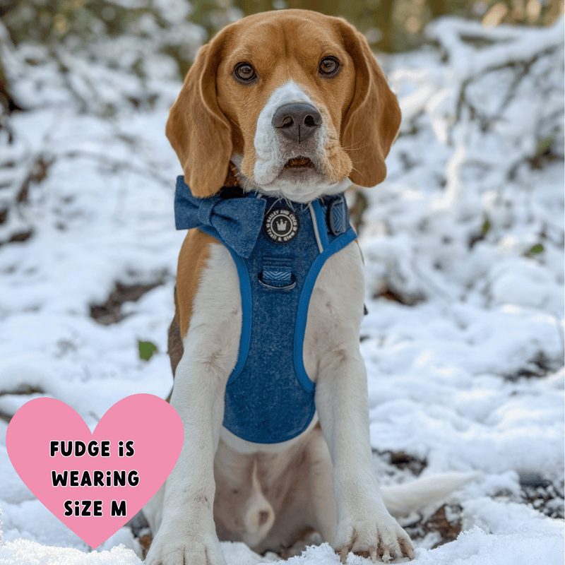 best harness for beagle