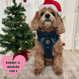 link to best harness for a cavapoo