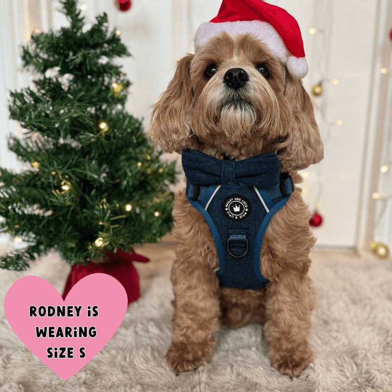 link to best harness for a cavapoo