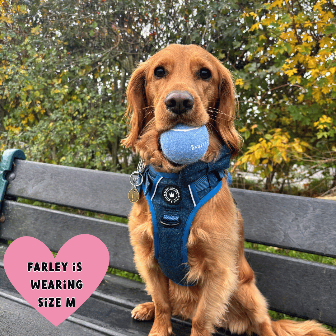 best harness for a cocker spaniel