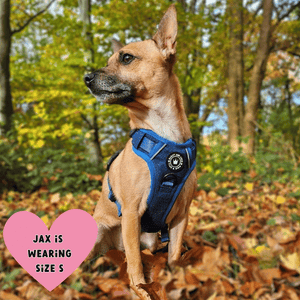small dog wearing harness