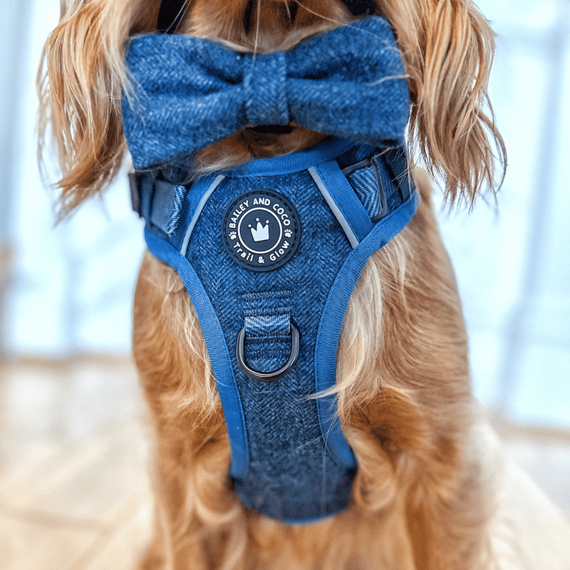 cocker spaniel harness size