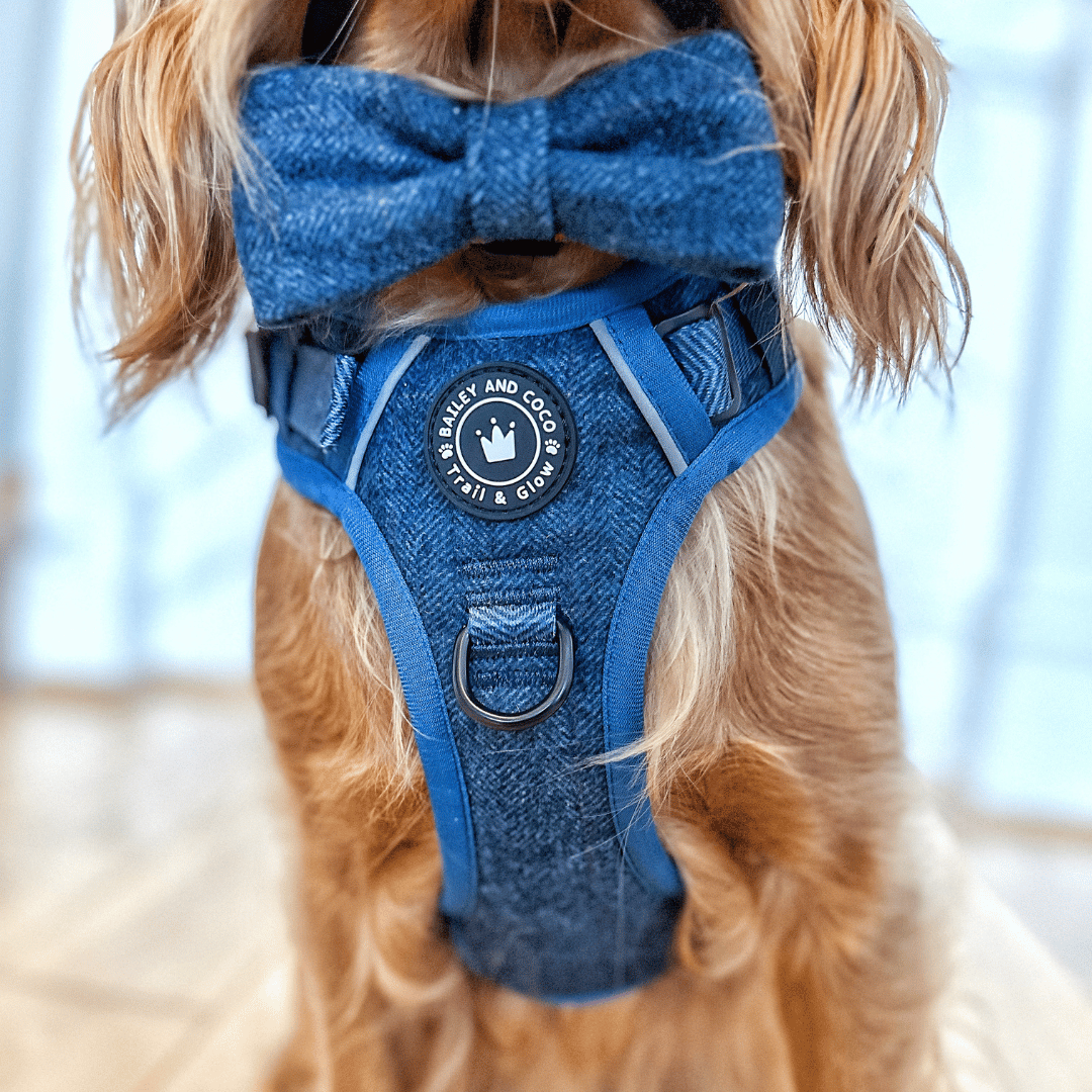 cocker spaniel harness size
