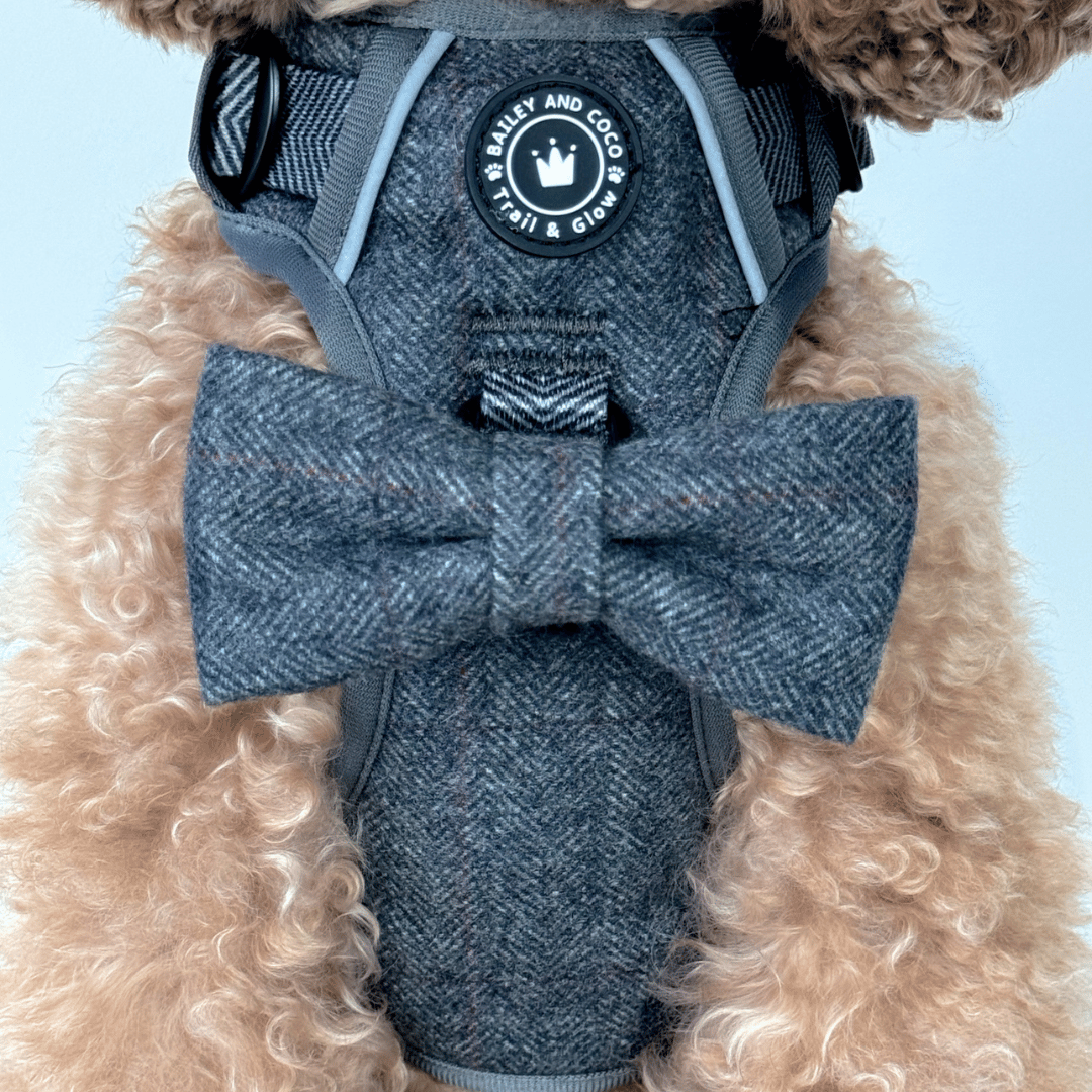 dog harness cavapoo