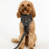 best dog harness for cavapoo uk