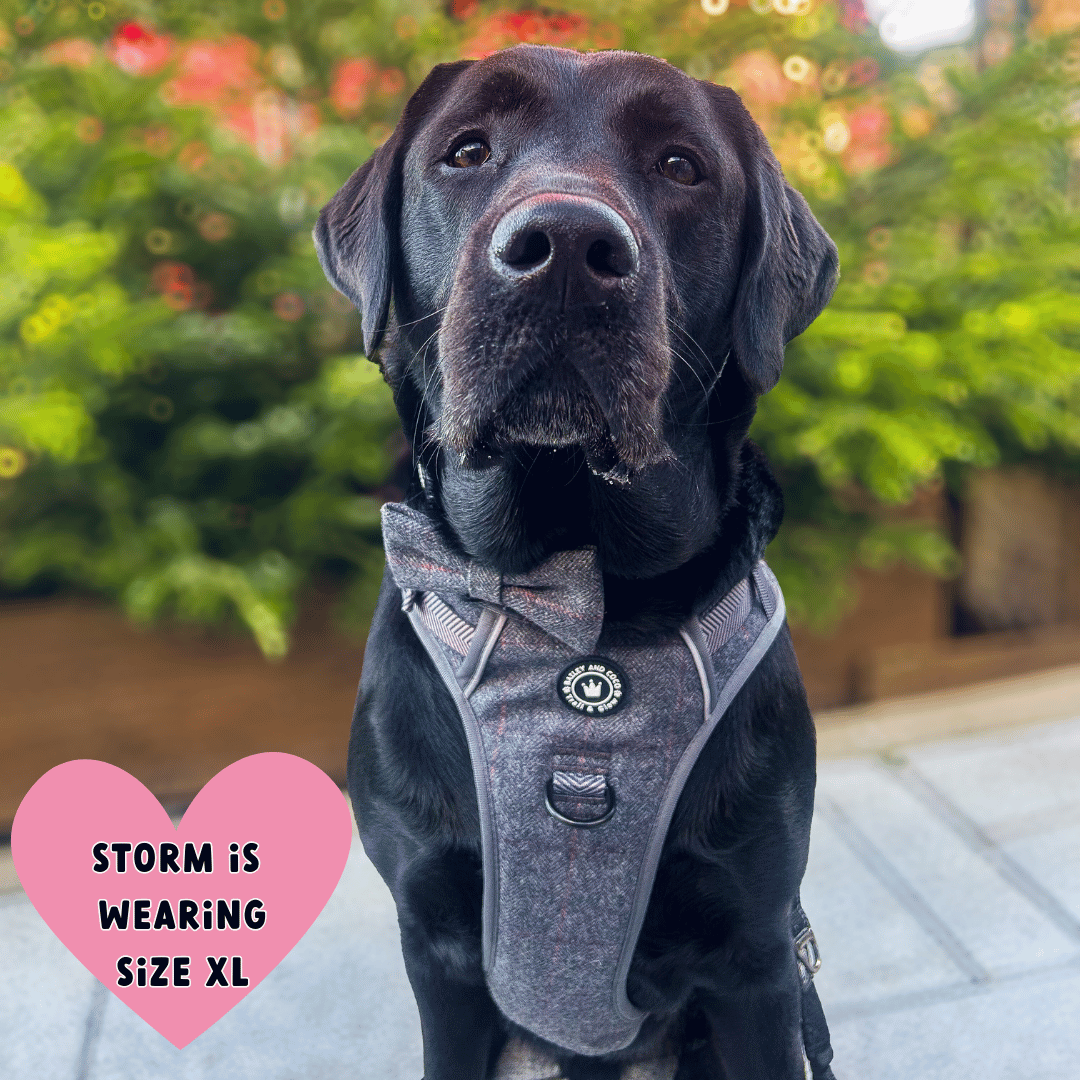 best harness for labrador that pulls