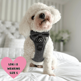 maltichon harness
