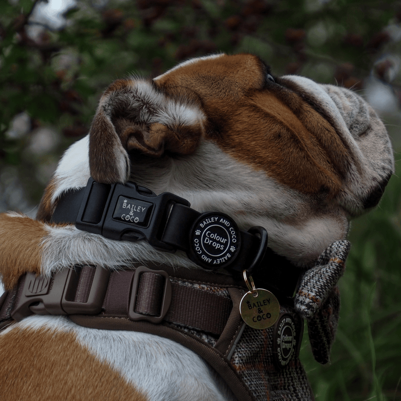 Waterproof Adjustable Collar - Colour Drops - Jet Black - Bailey and Coco (UK)