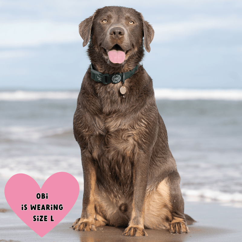 Waterproof Dog Lead & Collar Set - Colour Drops - Forest Green - Bailey and Coco (UK)