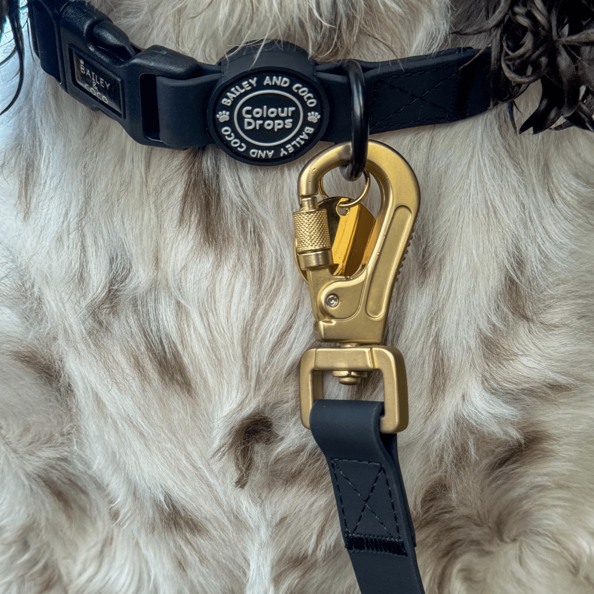 Waterproof Dog Lead & Collar Set - Colour Drops - Jet Black - Bailey and Coco (UK)