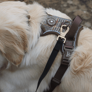 Waterproof Dog Lead & Collar Set - Colour Drops - Jet Black - Bailey and Coco (UK)