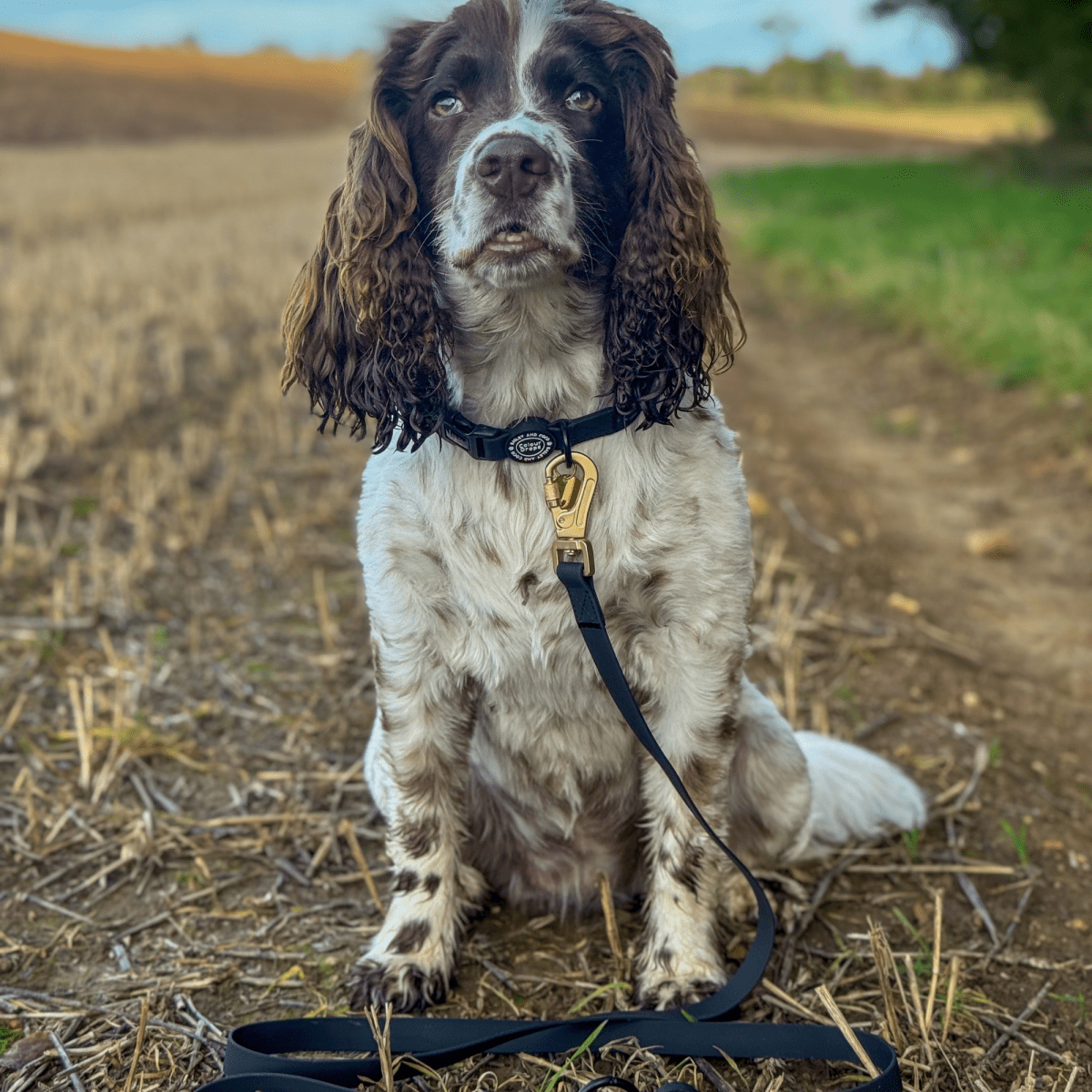 Waterproof Dog Lead & Collar Set - Colour Drops - Jet Black - Bailey and Coco (UK)