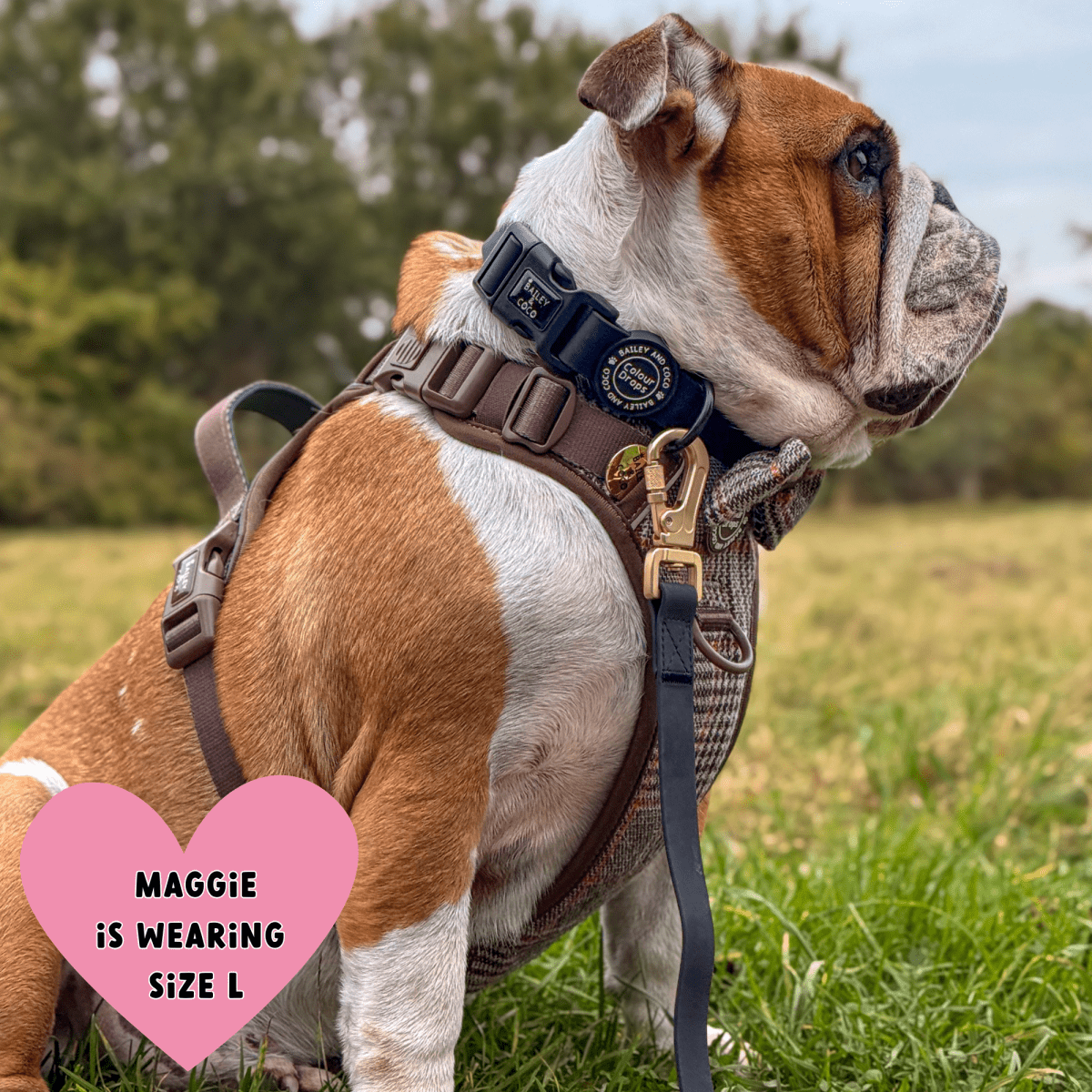 Waterproof Dog Lead - Colour Drops - Jet Black - Bailey and Coco (UK)