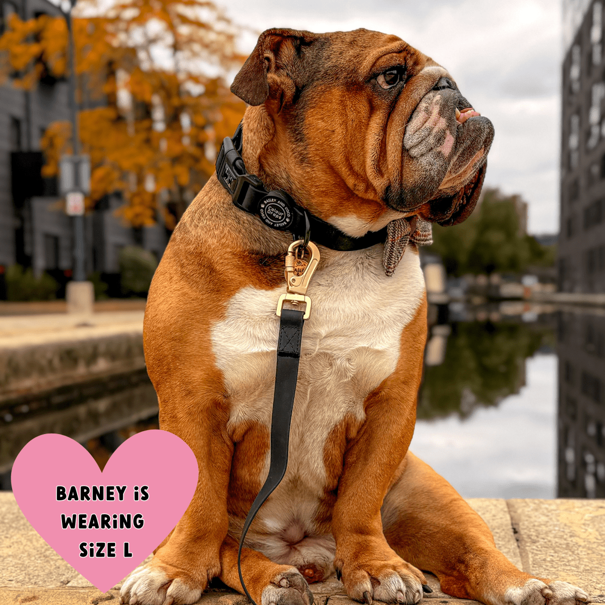 Waterproof Dog Lead - Colour Drops - Jet Black - Bailey and Coco (UK)