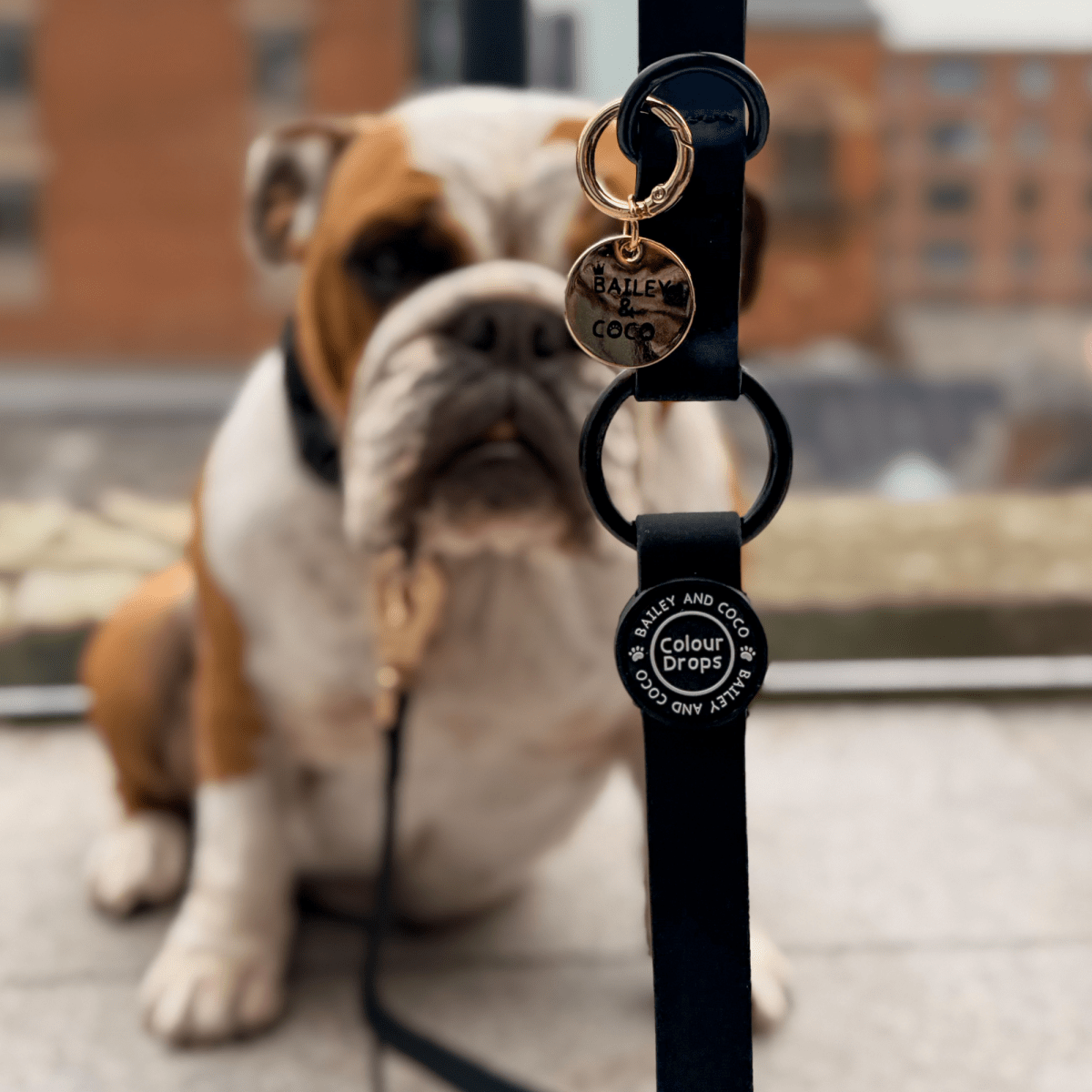 Waterproof Dog Lead - Colour Drops - Jet Black - Bailey and Coco (UK)