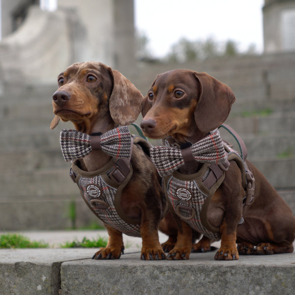 Loved by Dachshund parents across the UK