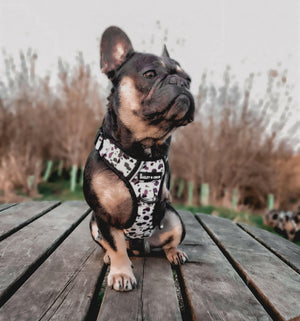 Trail & Glow® Adjustable Dog Harness - On the Dot.