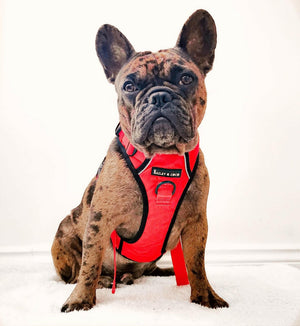 Trail & Glow® Harness Bundle Set - The Red One.